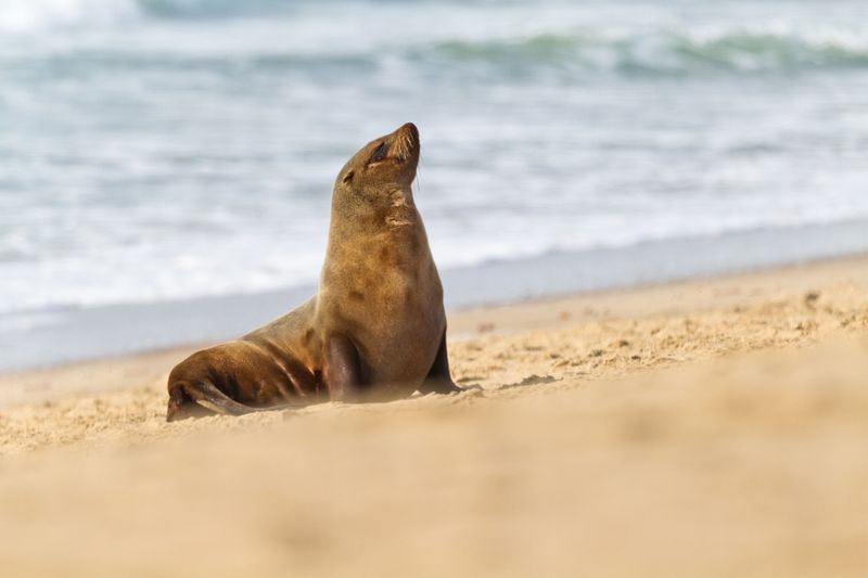 Seebär am Strand von Swakopmund