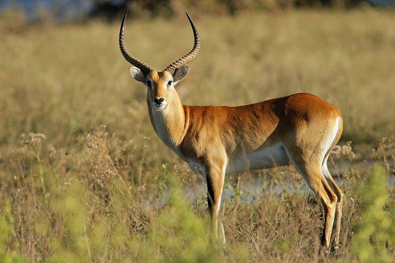 A re lechwe in Linyanti