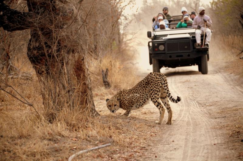Un guépard sur une route de safari poussiéreuse, devant un véhicule décapotable rempli de touristes.