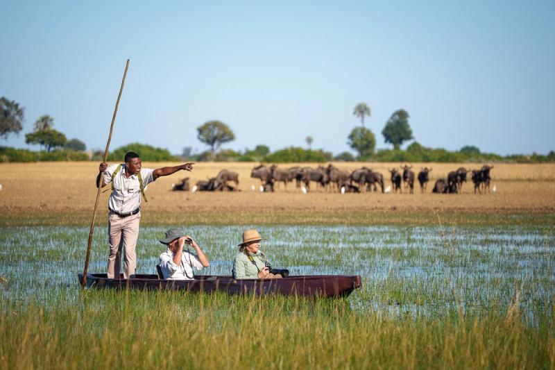 A guide stands and points from a traditional mokoro canoe while two guests observe a herd of buffalo in the distance across the Okavango Delta wetlands. A guide stands and points from a traditional mokoro canoe while two guests observe a herd of buffalo in the distance across the Okavango Delta wetlands.