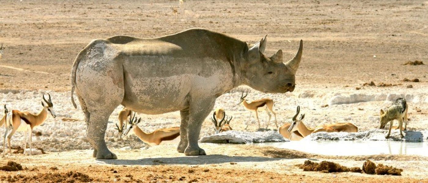 Save the Rhino Trust: Das Comeback des Spitzmaulnashorns
