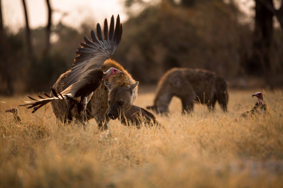 Do You Know What Animals Make Up the Ugly 5?