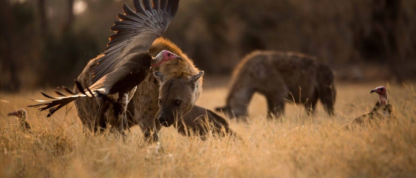 Do You Know What Animals Make Up the Ugly 5?