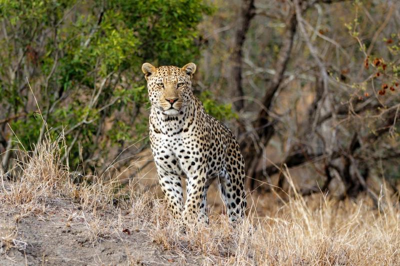 Les voyages internationaux en Afrique du Sud sont à nouveau possibles