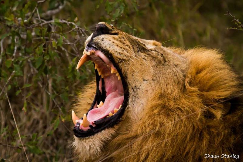 Lion at Londolozi, Sabi Sand Reserve