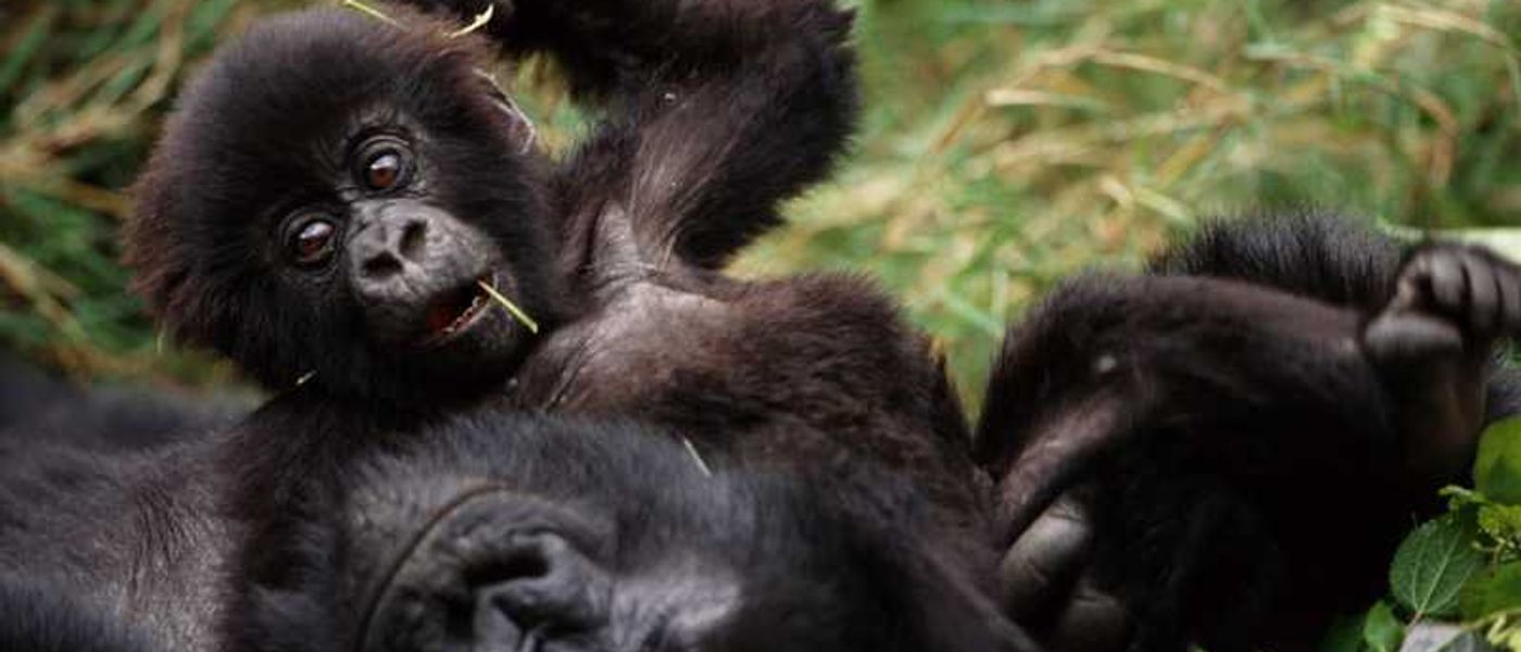 The Top 5 Things To Do in Uganda