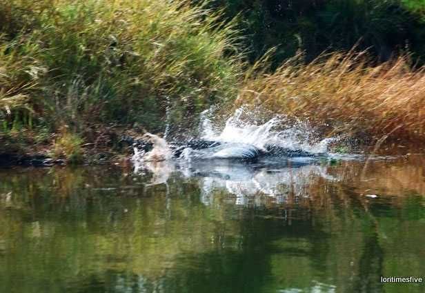 "Here we are in this little tiny canoe with crocodiles and hippos lurking right under the water. And on the banks. Just about everywhere." | The Zambezi River