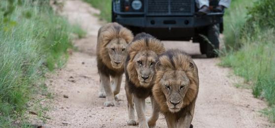 Safari de los 5 Grandes en Imágenes