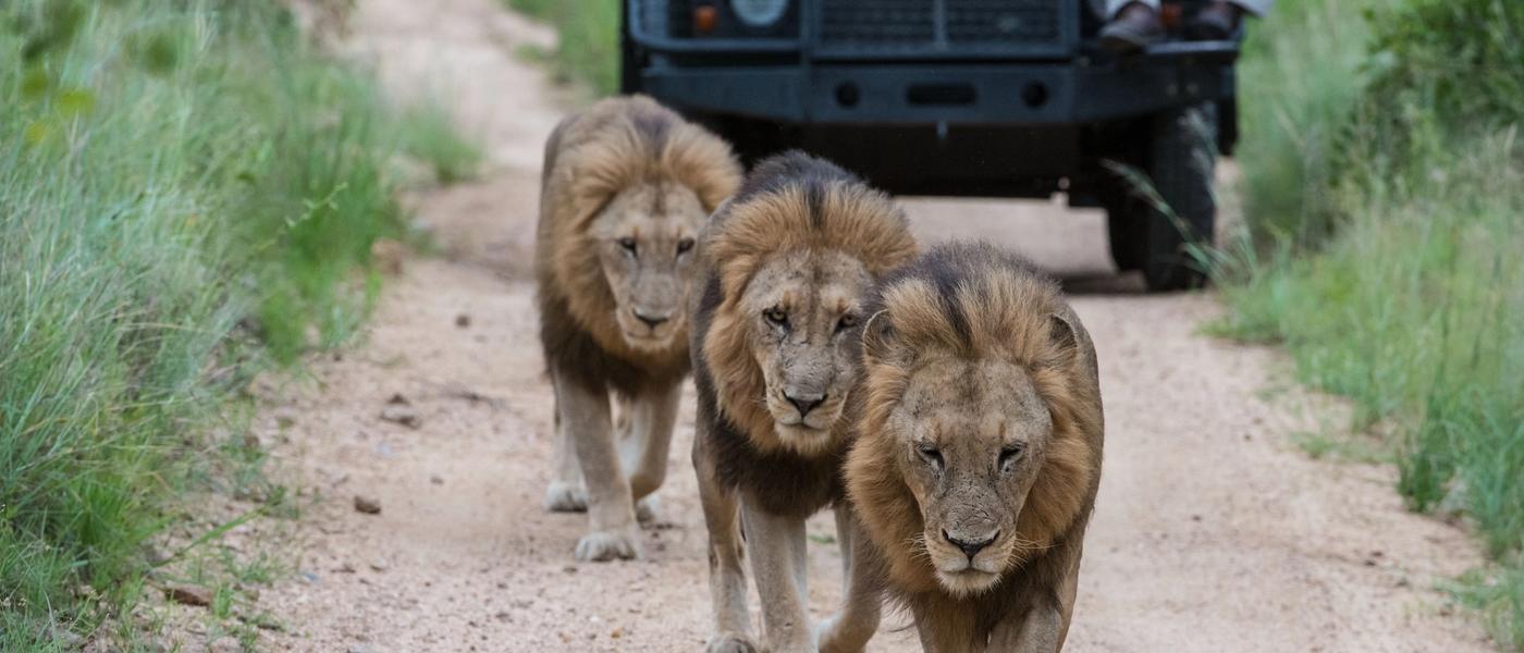 Um Safari Big 5 em Imagens
