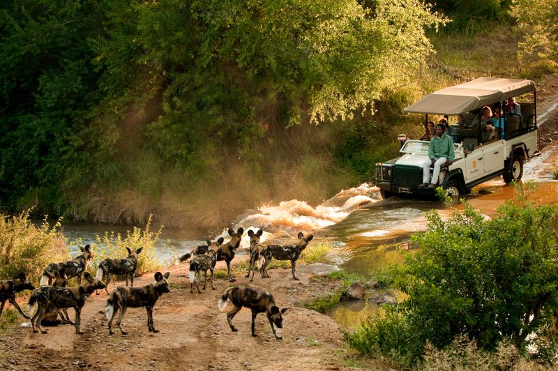Wild dogs of Madikwe
