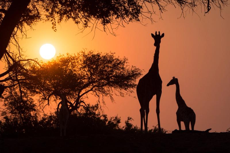 Why return to Africa? Because it's full of surprises like desert-adapted giraffes in Namibia