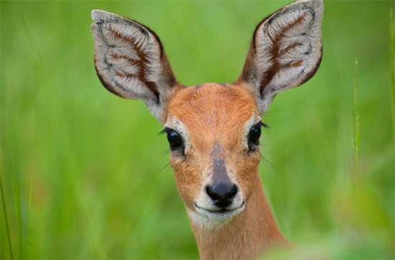 Big ears