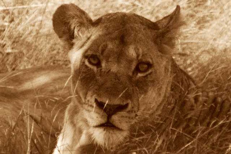 Londolozi Lion