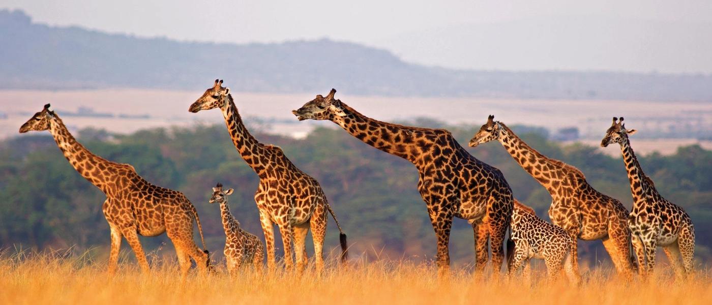 15 frases sobre África para querer volar