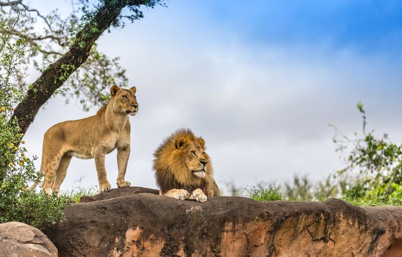 A male and female lion rest alertly atop a rocky outcrop, surrounded by green foliage under a soft, cloudy sky