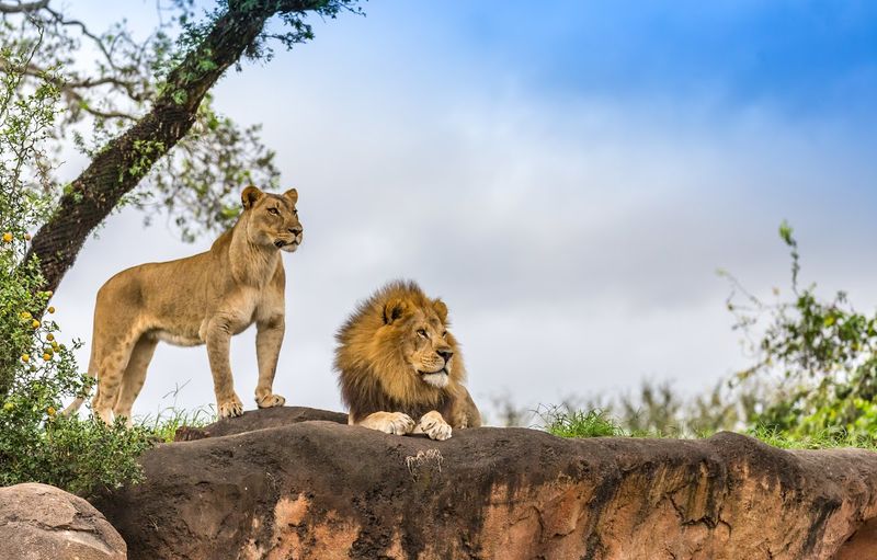 A male and female lion rest alertly atop a rocky outcrop, surrounded by green foliage under a soft, cloudy sky