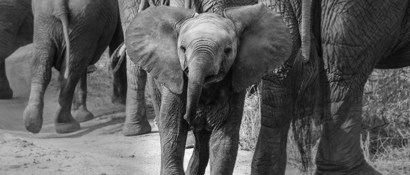 5 Important Life Lessons to Learn from Animals