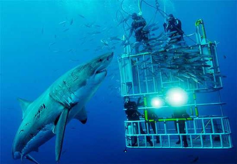 Shark cage diving