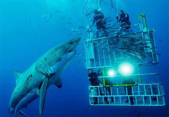 Shark cage diving