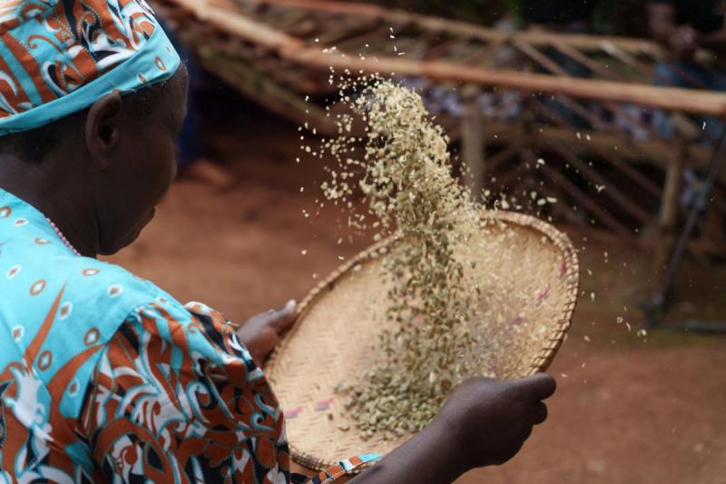 Tossing raw coffee beans