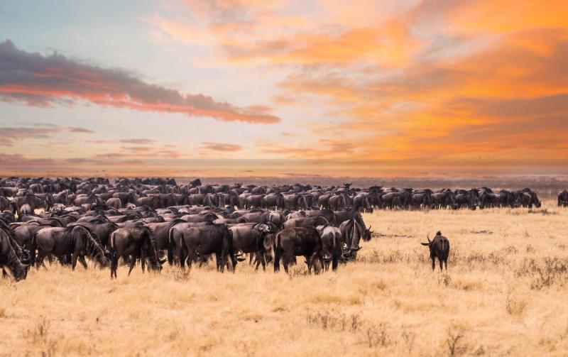A massive herd of wildebeest grazes under a blazing sunset sky