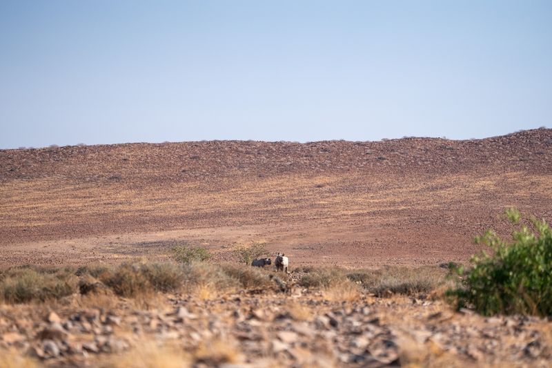 Black Rhinos in Namibia