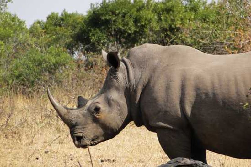 Rhino