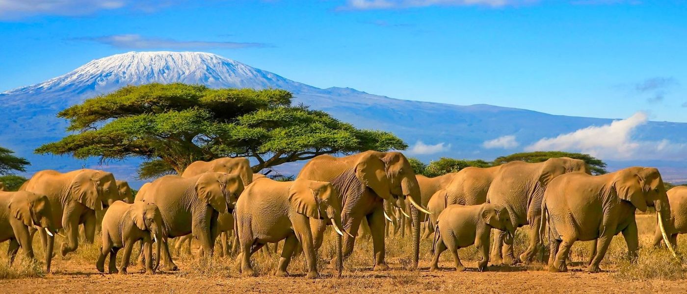 Amboseli National Park: Where Giants Meet