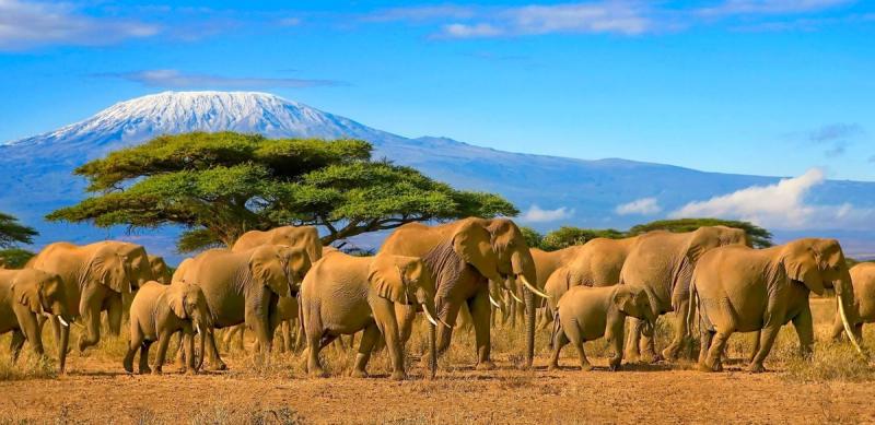 Massive herd of elephants traversing Amboseli National Park with Mount Kilimanjaro in the background