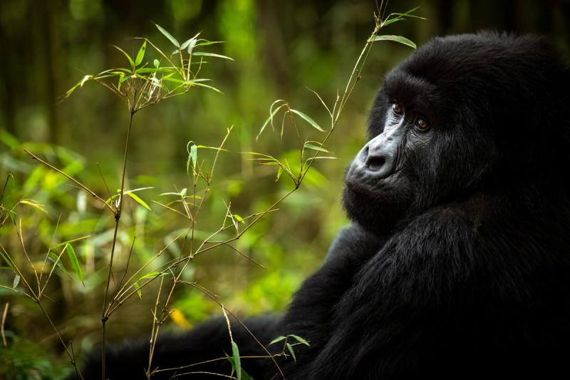 A gorilla sitting in Volcanoes National Park seen on gorilla trekking in Rwanda