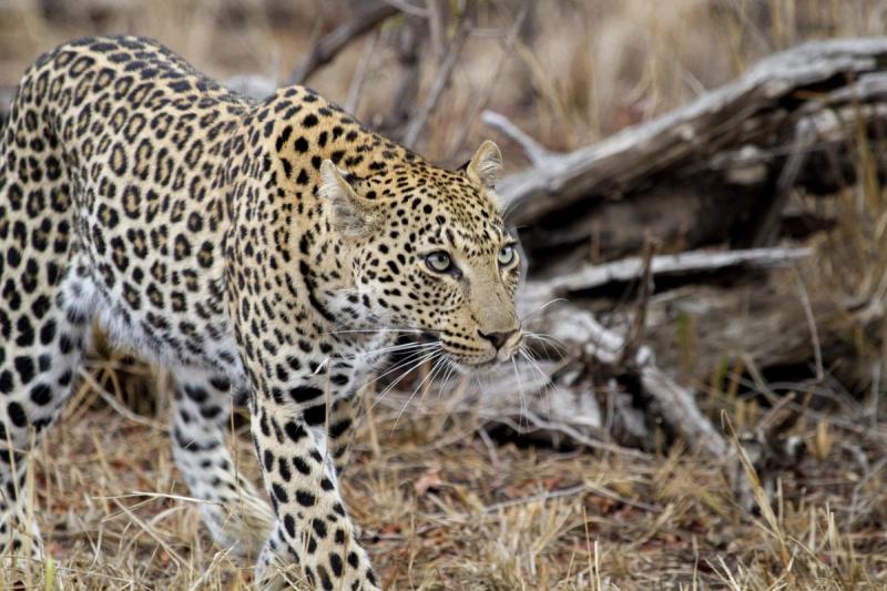 leopard dusing best time to visit kruger