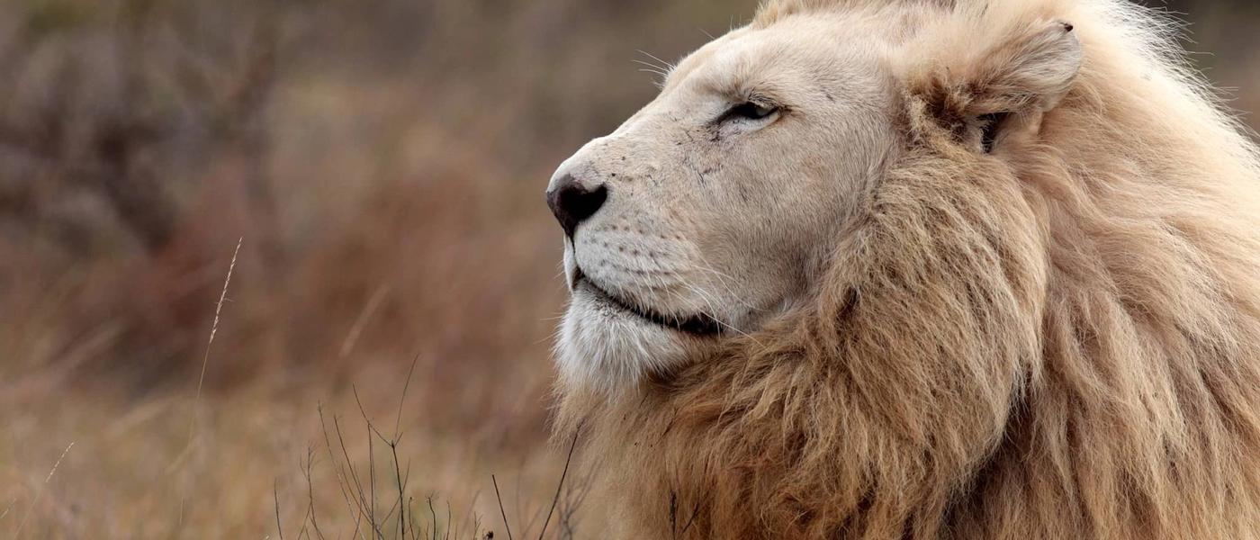 White Lions: The Myth and Majesty