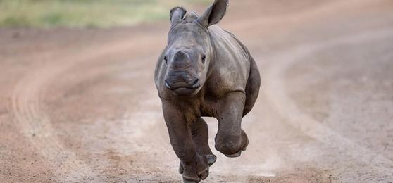 Rhino Africa übernimmt die Führungsrolle unter Reiseveranstaltern: Unsere 100% erstattungsfähige Anzahlung