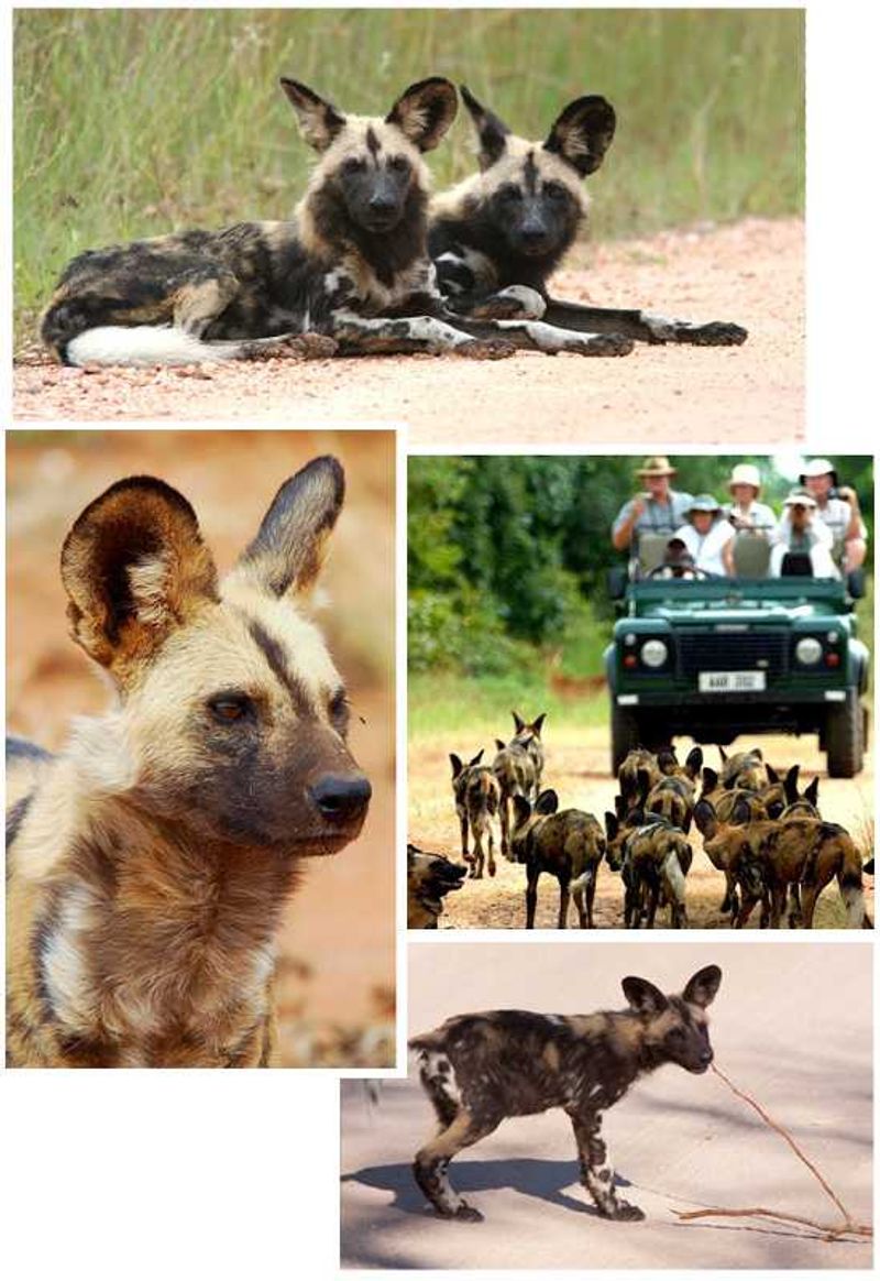 Africa's Wild Dogs