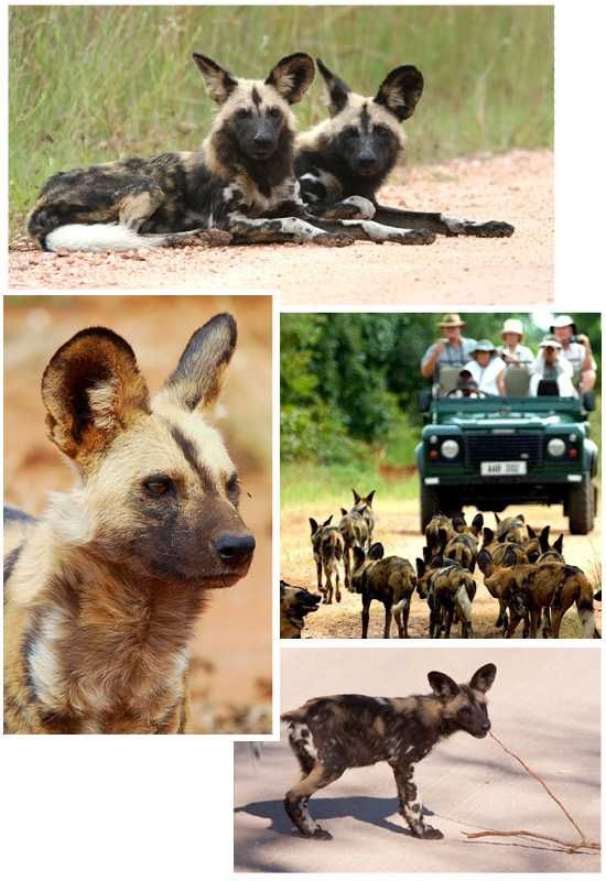 Africa's Wild Dogs