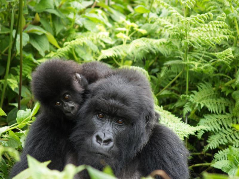 A baby gorilla clings lovingly to its mother amidst dense, vibrant green foliage in a serene jungle setting