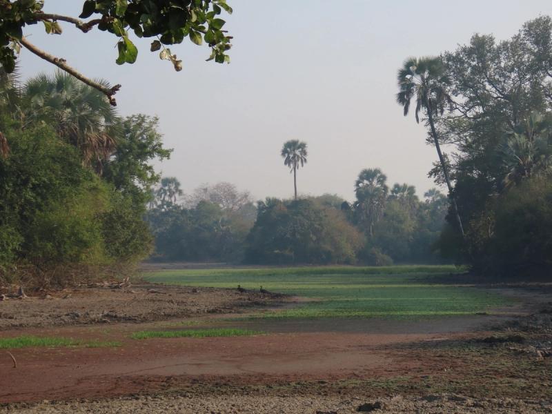 Gorongosa National Park safari views