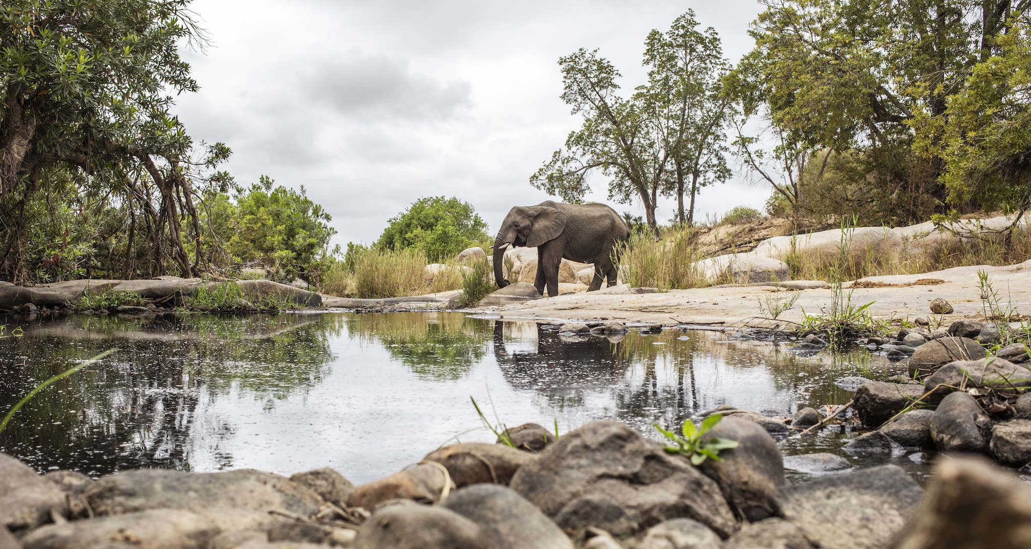How Rhino Africa is Navigating Covid-19