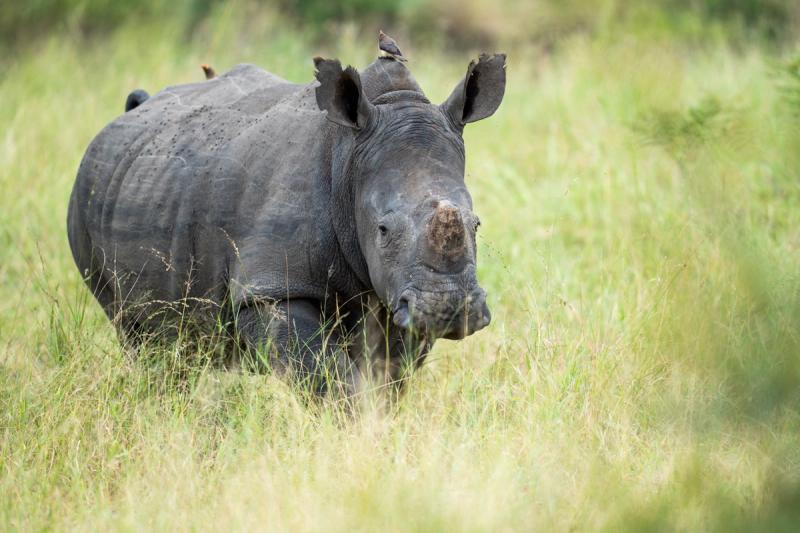 Nashorn im Sabi Sand Game Reserve in Südafrika