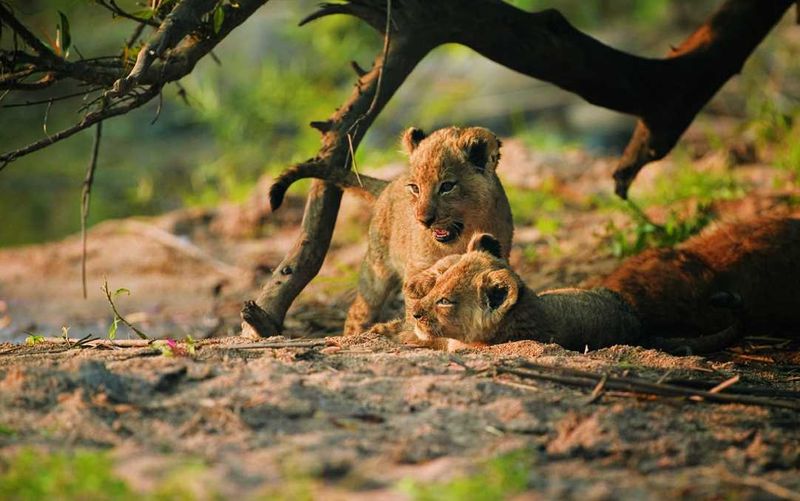 The Kruger National Park