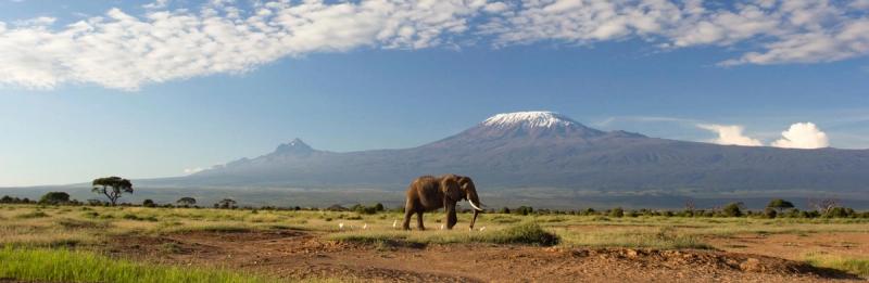 An elephant with Mount Kilimanjaro in the background