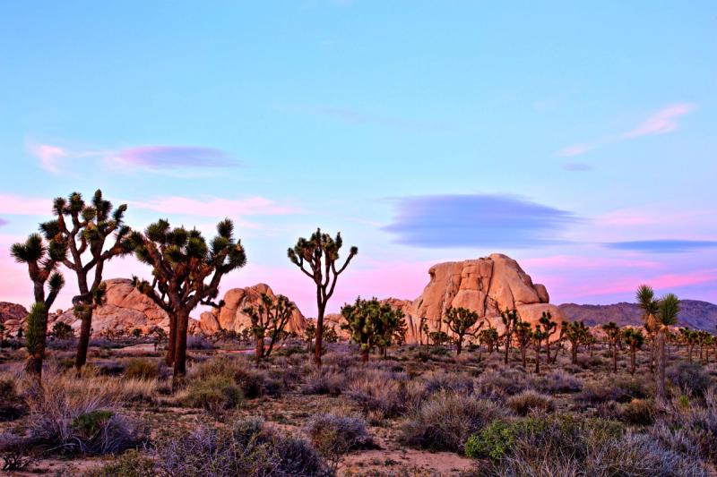 A pastel desert landscape with Joshua trees and weathered boulders under a soft pink-and-blue evening sky.