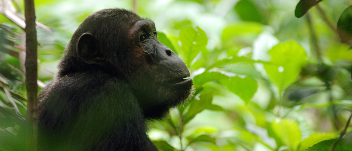 10 Gründe, nach Uganda zu reisen