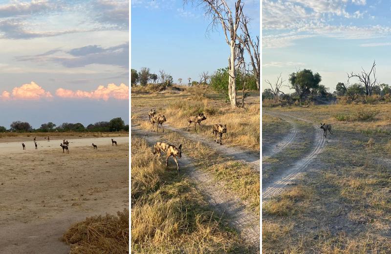 African wild dogs on the hunt during a safari in Botswana.
