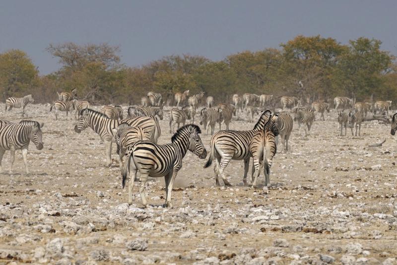 A herd of zebras in Etosha