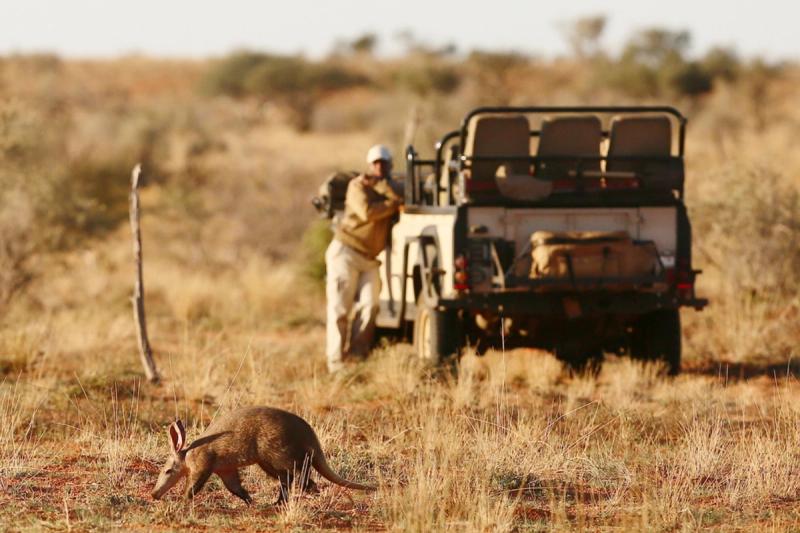 An aardvark, one of the rarest African animals to spot, snuffles through dry Kalahari grassland while a guide watches from a safari vehicle in the background