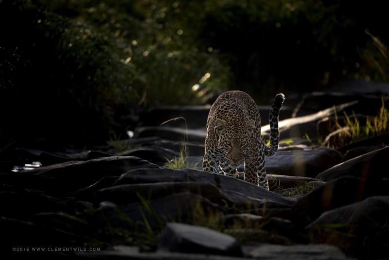 A leopard standing amid some rocks photographed in natural light