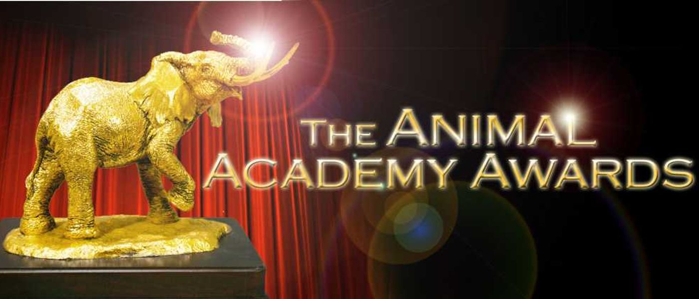 The (other) Academy Awards