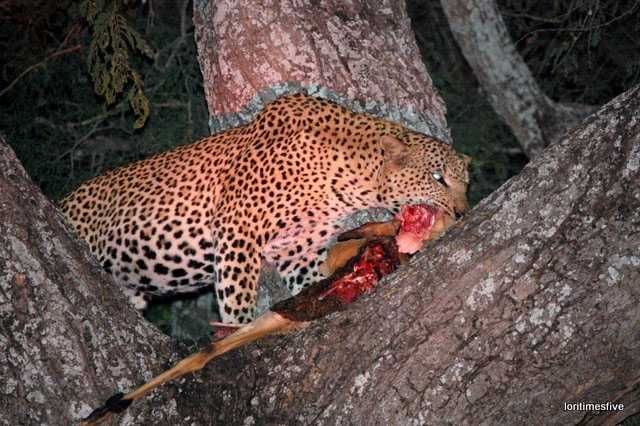 "A leopard eating his kill, an antelope that he'd dragged up this tree. We sat and watched in complete silence with only the light that the moon and the stars could provide, occasionally our guide would point the spotting light. My sister and her great flash managed to capture this amazing shot. We stayed at least an hour until the leopard stood, stretched and then in the elegant way only a leopard can, he climbed down and slowly walked away..."