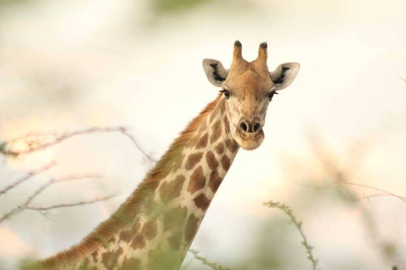 A curious giraffe at Phinda